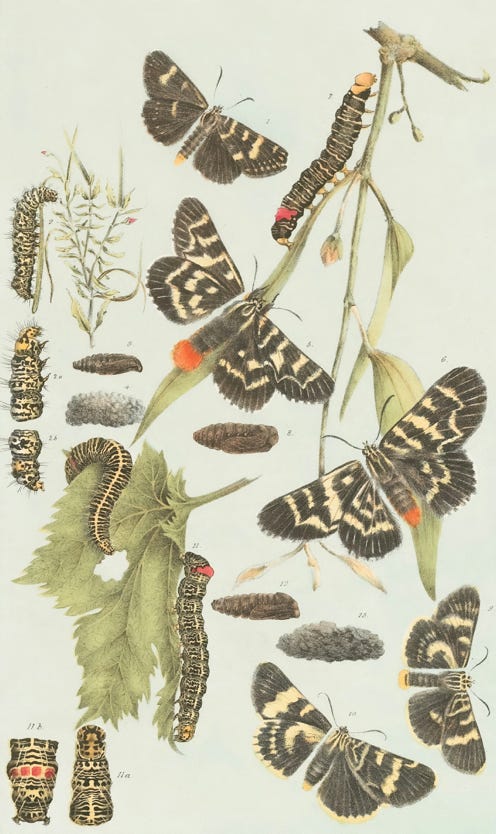 Interview Maurice Verheul PianoVrienden